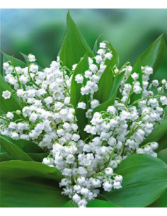 MUGUET