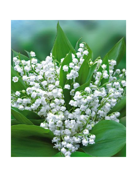 MUGUET CONVALLARIA MAJALIS x 1 rizoma