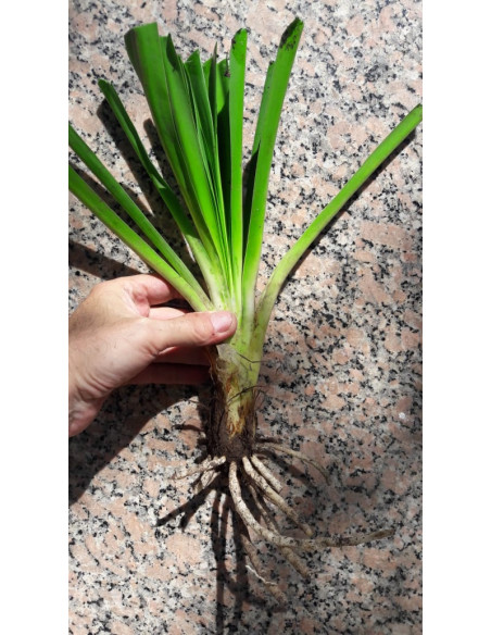 AGAPANTHUS BLANCO X 1 BULBO