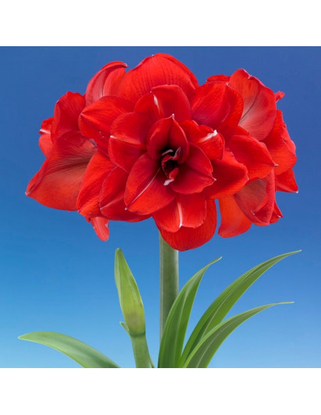 AMARYLLIS DOBLE KING 30/32 x 1 bulbo