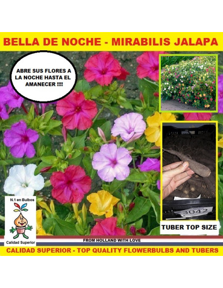 MIRABILIS JALAPA DAMA DE NOCHE X 1 BULBO