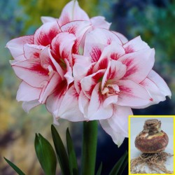 AMARYLLIS DOBLES