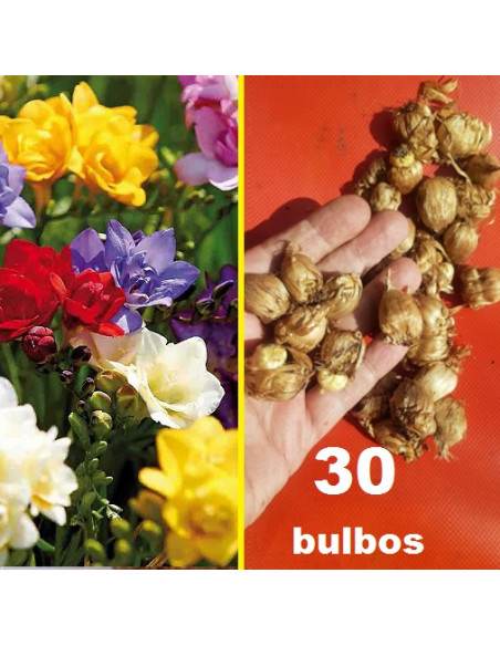 FRESIAS DOBLES MIX x 30 bulbos