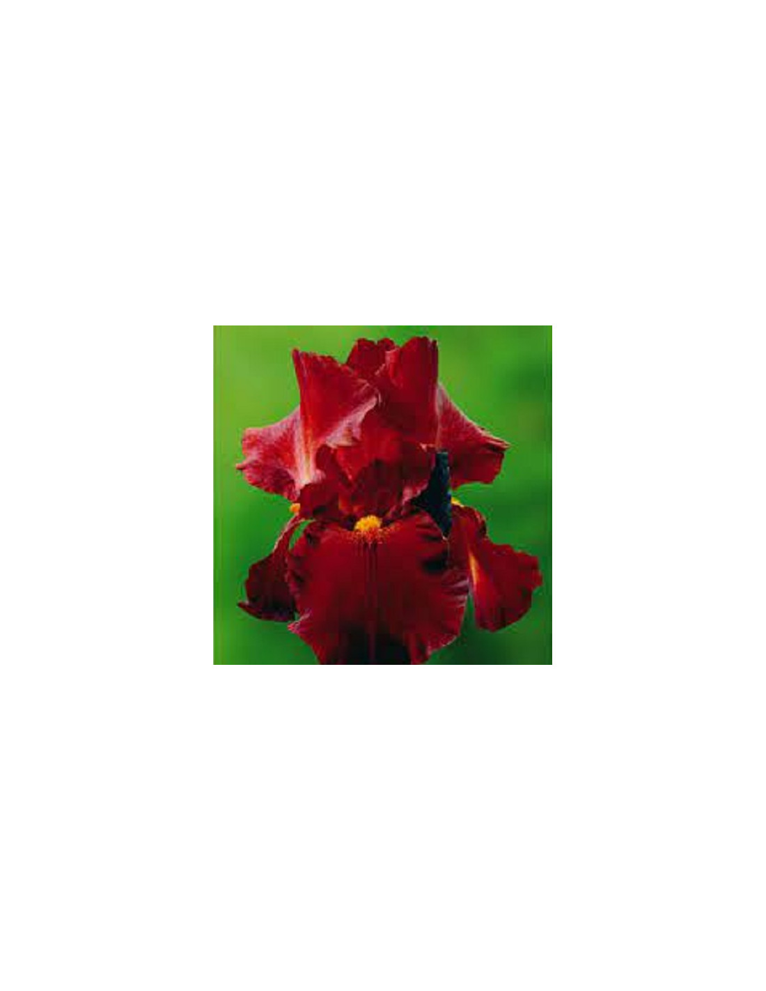 IRIS GERMANICA ROJO LIRIO BARBADO PRE-POTTED x 1 bulbo