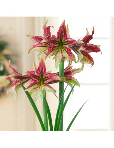 AMARYLLIS MYSTICA SIMIL PAPILIO BUTTERFLY 38/40 x 1 bulbo