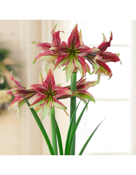 AMARYLLIS DOBLE RECORD x 1 bulbo