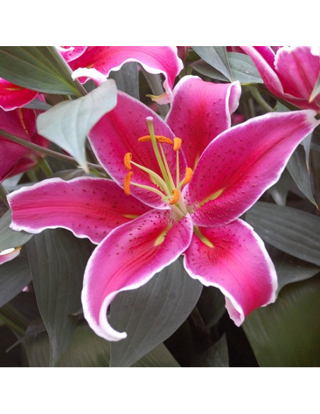 LILIUM ORIENTAL CURIE X 1 bulbo