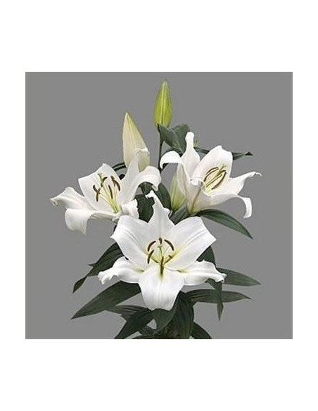 LILIUM ORIENTAL SIBERIA PERFUMADO X 1 bulbo