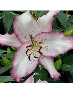 LILIUMS ORIENTALES PERFUMADOS