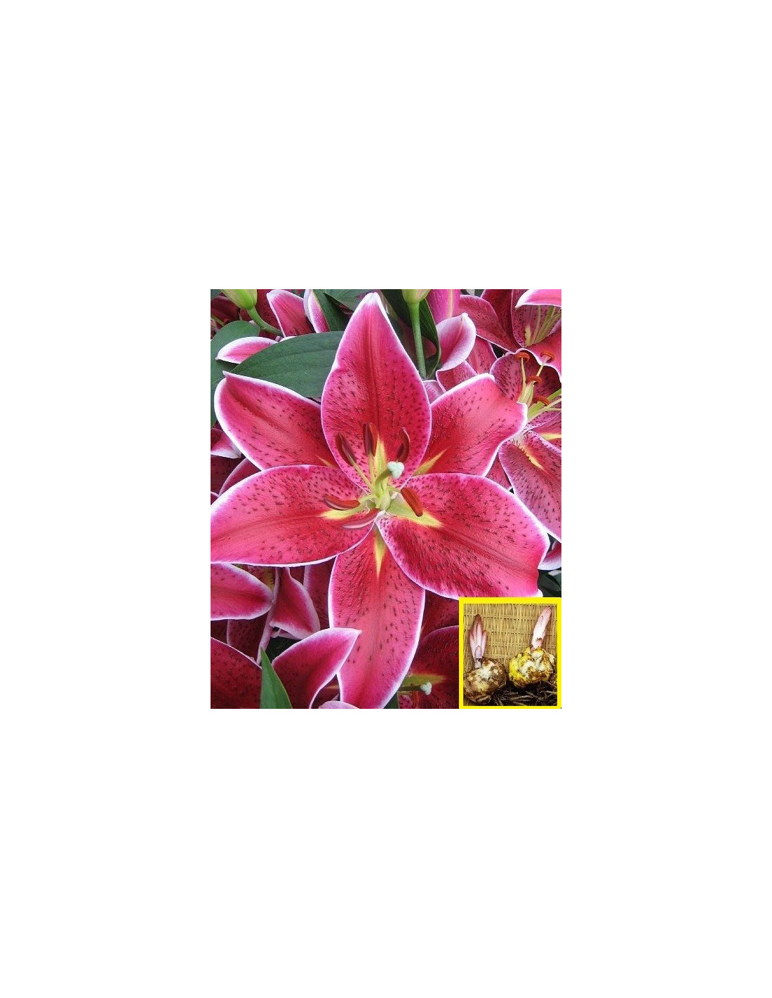 LILIUM ORIENTAL CURIE X 1 bulbo