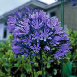 AGAPANTHUS