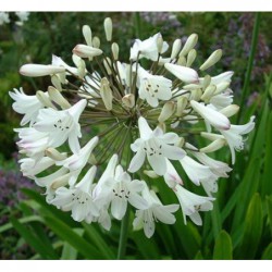 AGAPANTHUS