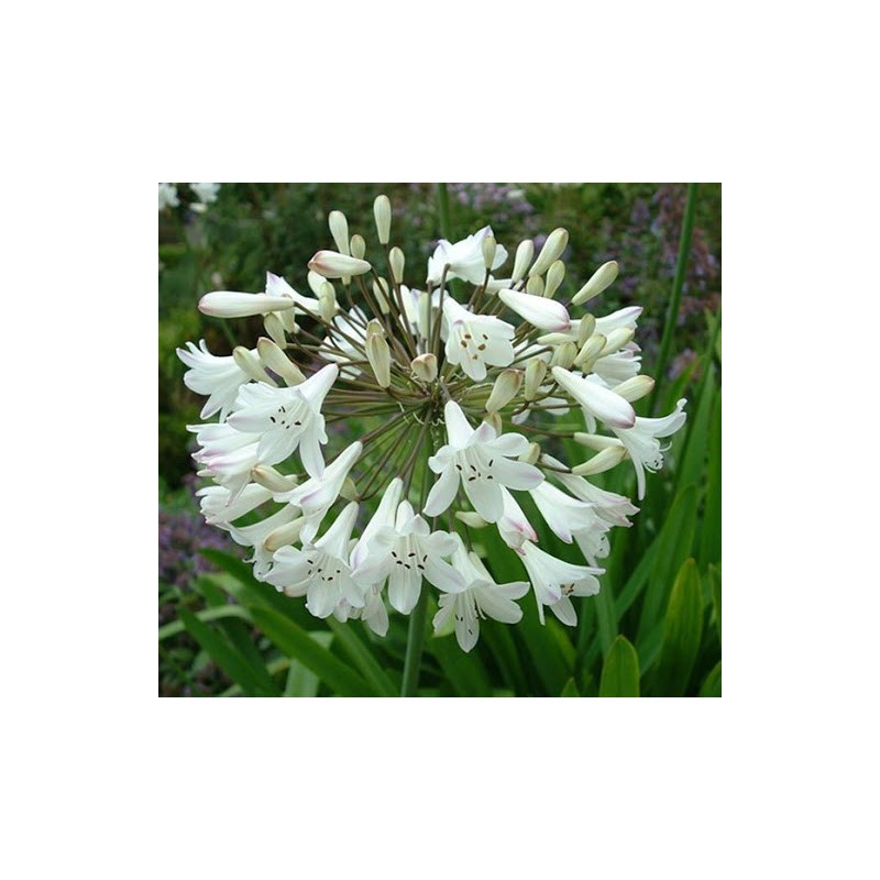 AGAPANTHUS BLANCO X 1 BULBO