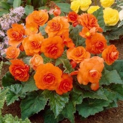 BEGONIAS