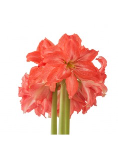 AMARYLLIS DOBLES