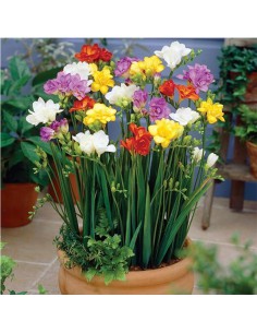 FRESIAS