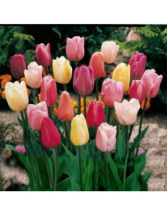 TULIPANES