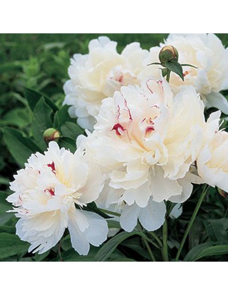 PEONIA HERBACEA DUCHESSE DE NEMOURS x 1 bulbo