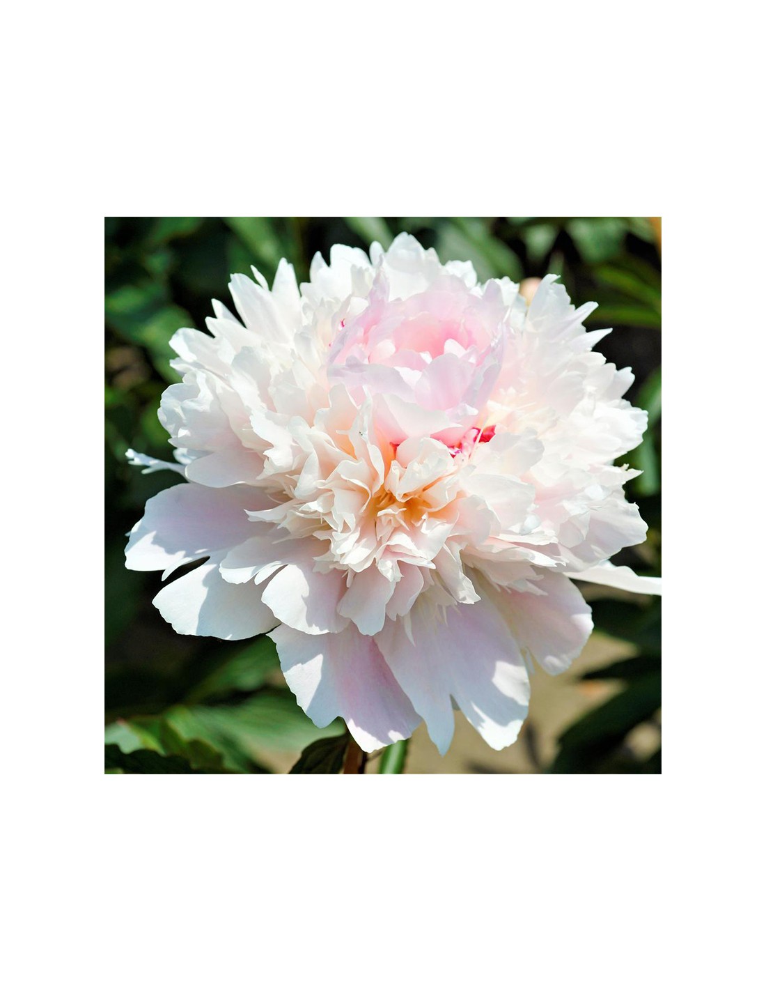 PEONIA HERBACEA DUCHESSE DE NEMOURS x 1 bulbo