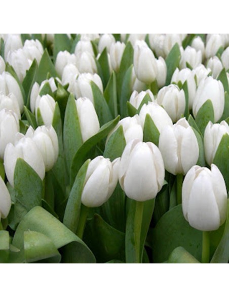 TULIPAN BLANCO INZELL x 1 bulbos