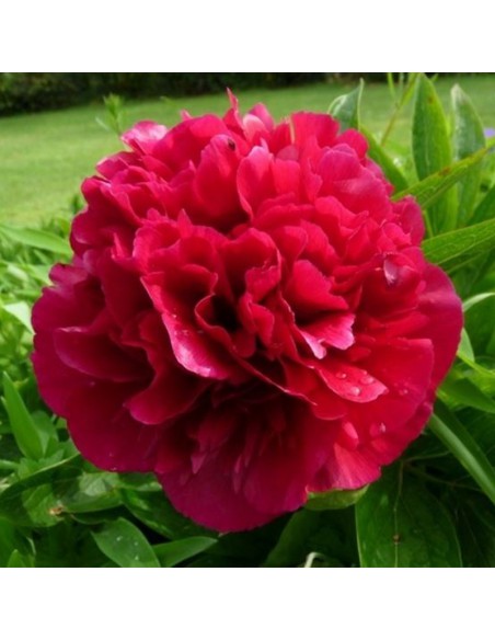 PEONIA HERBACEA KARL ROSENFIELD x 1 bulbo