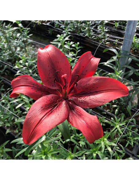 LILIUM ASIATICO ROJO NELLO X 1 bulbo