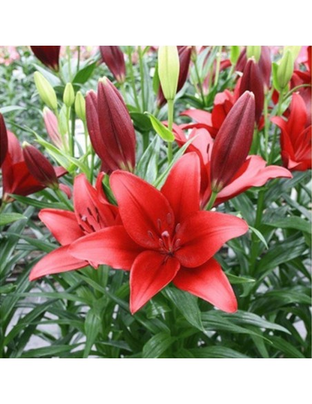 LILIUM ASIATICO ROJO NELLO X 1 bulbo