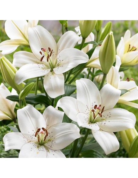 LILIUM ASIATICO BLANCO LITOUWEN X 1 bulbo