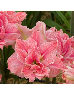 AMARYLLIS DOBLES