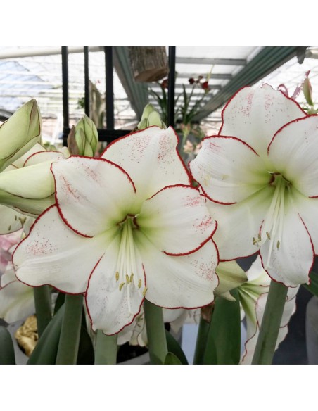 AMARYLLIS PICASSO x 1 bulbo