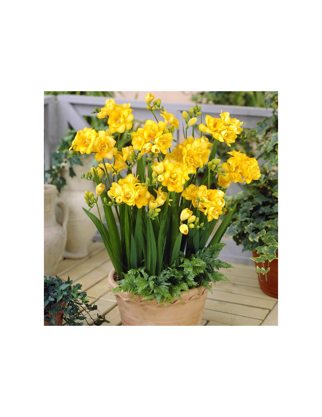 FRESIAS DOBLES AMARILLO x 10 bulbos