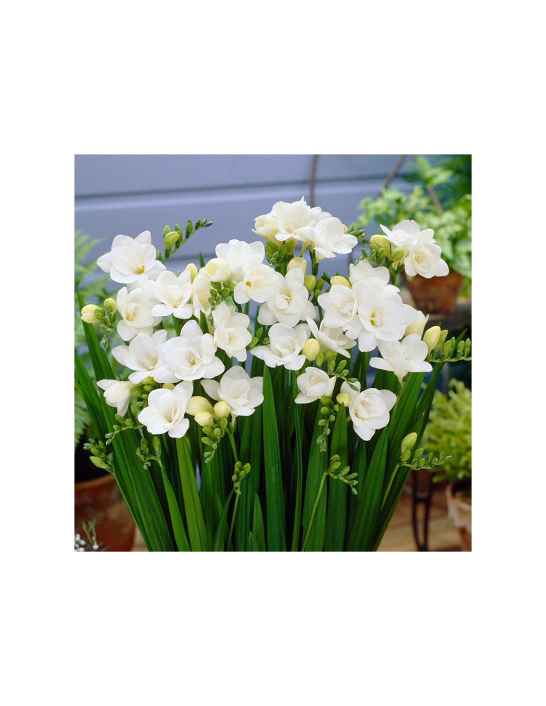 FRESIAS DOBLES BLANCO x 10 bulbos