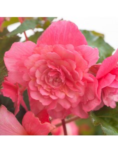 BEGONIAS