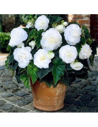 BEGONIA DOBLE BLANCA