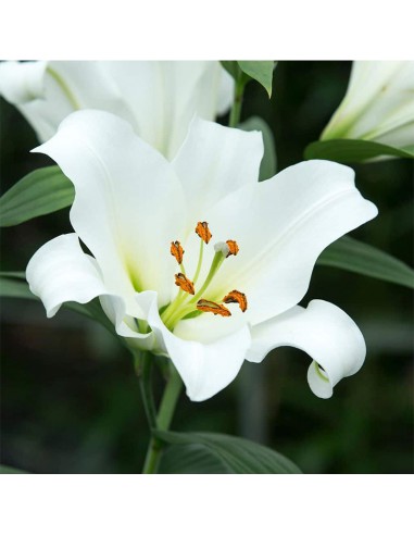 LILIUM ORIENTAL ZAMBESI X 1 bulbo